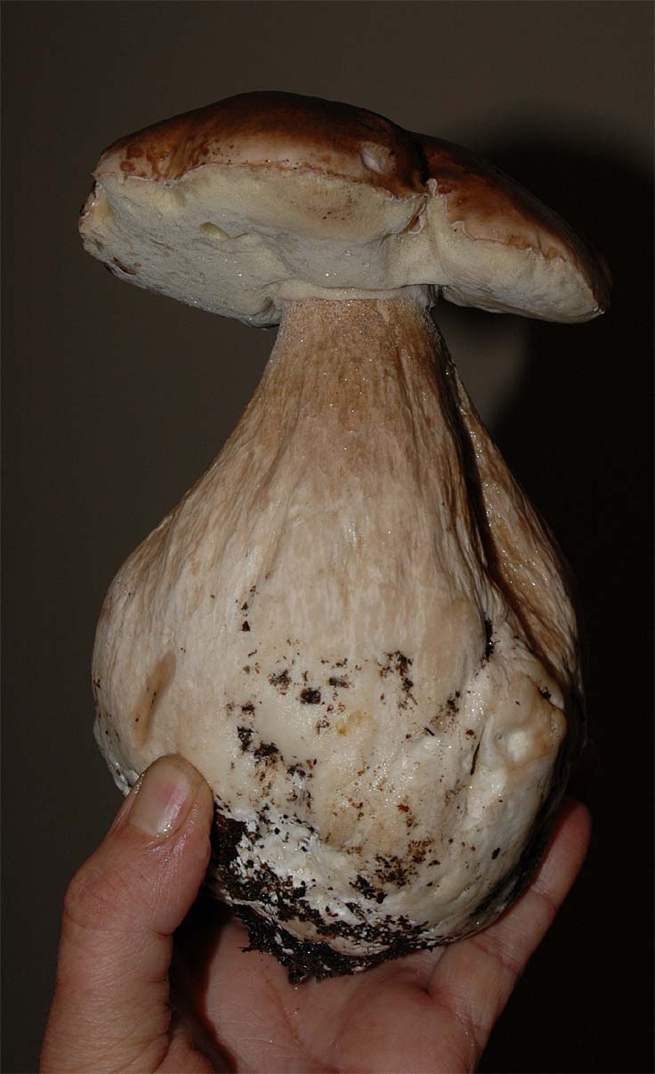 Boletus edulis